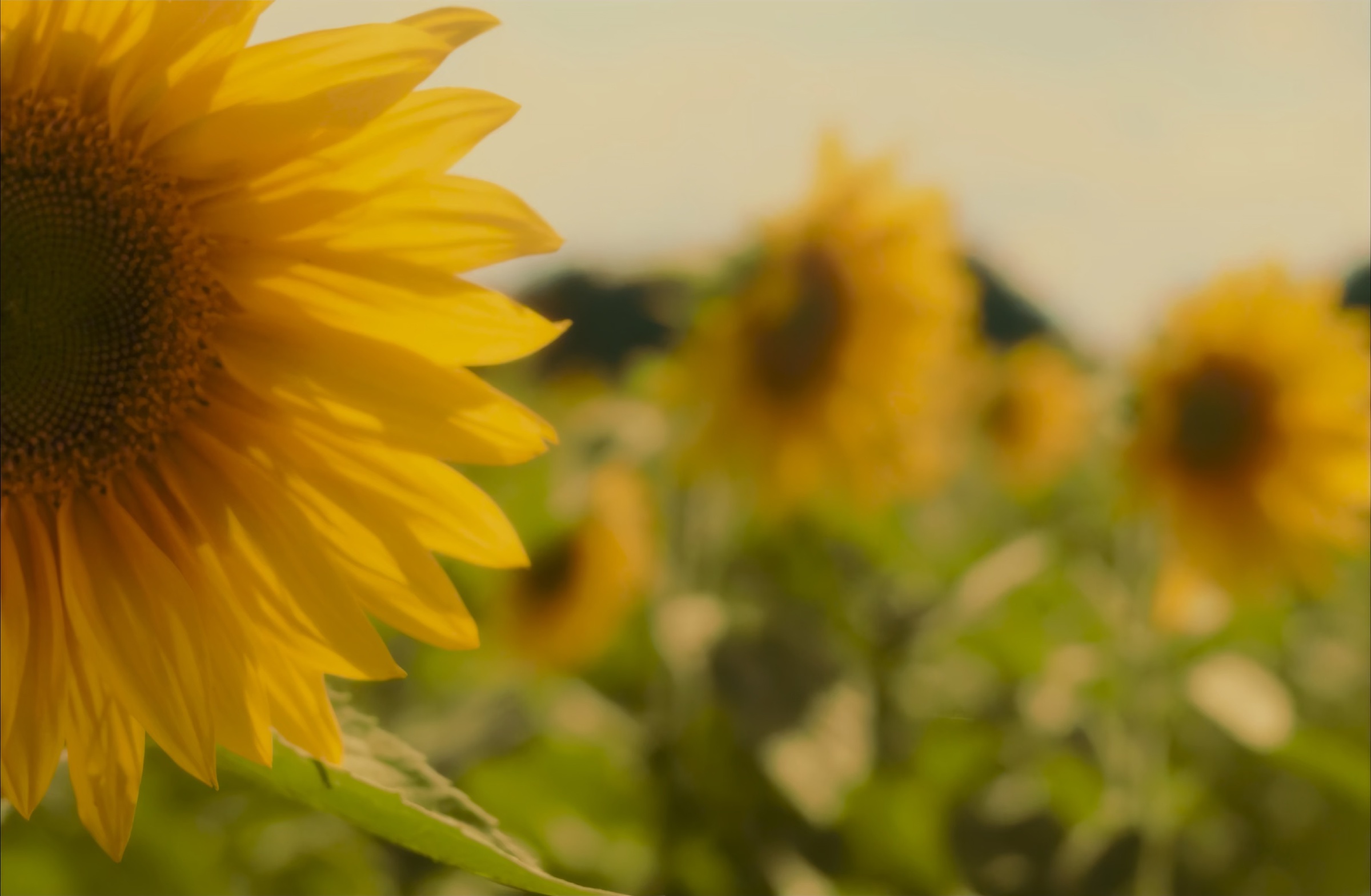 Sunflower scene 4